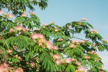 Tropical Mimosa Tree with Flowers