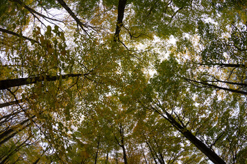 Fototapeta premium Vibrant autumn tree tops viewed from below - diverse tree species with branches and leaves in various shades of green and yellow - overcast sky peeking through. Taken in Toronto, Canada.