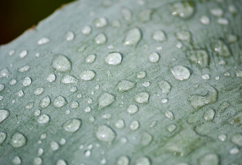 gotas e agua, maguey, planta, agave, tequila, jalisco