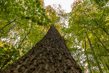 Fototapeta premium Vibrant autumn foliage surrounds tall, rough-barked tree - upward perspective. Taken in Toronto, Canada.