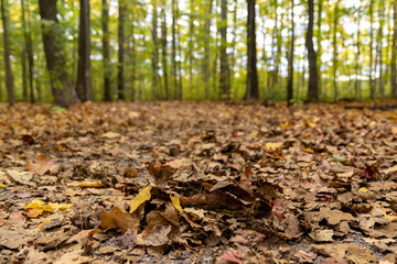 Pile of leaves - vibrant fall colors - slender trees backdrop - autumn leaves scattered on forest floor. Taken in Toronto, Canada.