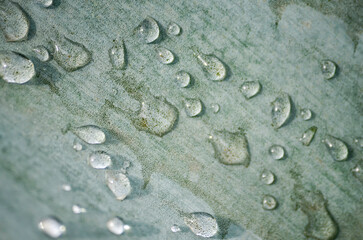 gotas e agua, maguey, planta, agave, tequila, jalisco