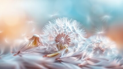 The ethereal beauty of a dandelion seed head is revealed in exquisite detail. Ethereal Dandelion Seed Head