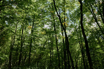 Fototapeta premium Sunlit Forest Retreat Serene Nature Landscape with Towering Trees and Lush Greenery on a Bright Day