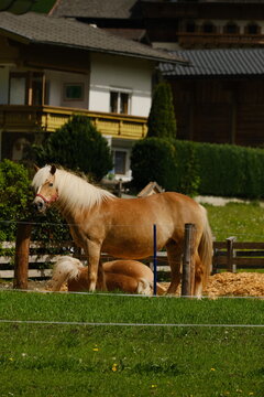 Beautiful horses near the house on green grass. 