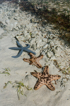 Starfishes under clear water