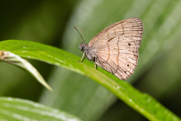 Borboleta Euptychiina