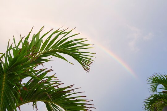 Palm Leaves and Rainbow in San Juan