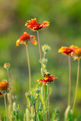 orange flower in the field
