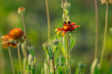 Bee on Flower