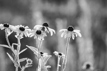 black and white flowers