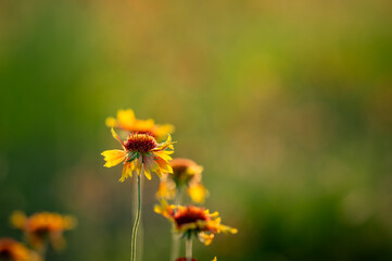 Indian blanket wildflower