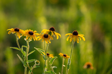 Yellow flowers