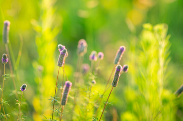Prairie Clover