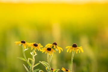 field of yellow flowers