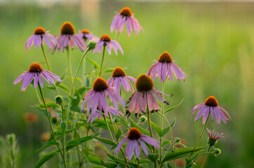 field of flowers