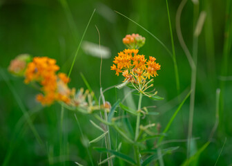 Butterfly Weed