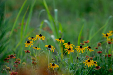 Wildflowers