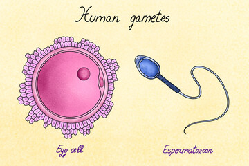 Illustration of human sexual cells