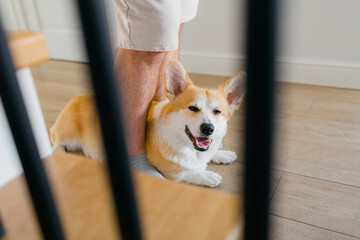 The closeup portrait of fun corgi dog laying at her owner's feet