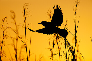 Grackle Silhouette