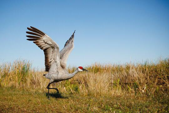 Sandhill Crane