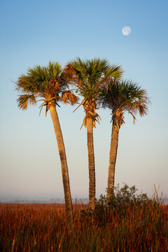 Palm Trees and the Moon