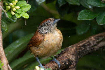 Femêa de Choca-barrada (Thamnophilus doliatus) tomando banho de chuva