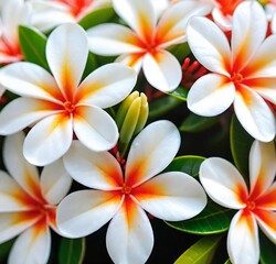 Fototapeta premium frangipani plumeria flower, nature, plant, tropical, white, yellow, flowers, beauty, blossom, spa, pink, tree, petal, bloom