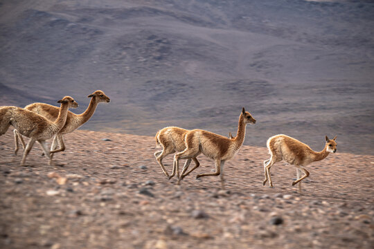 Heard of Vicunas running in the vulcanic landscape