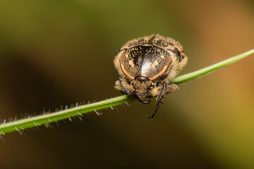 Besouro Ephoria
