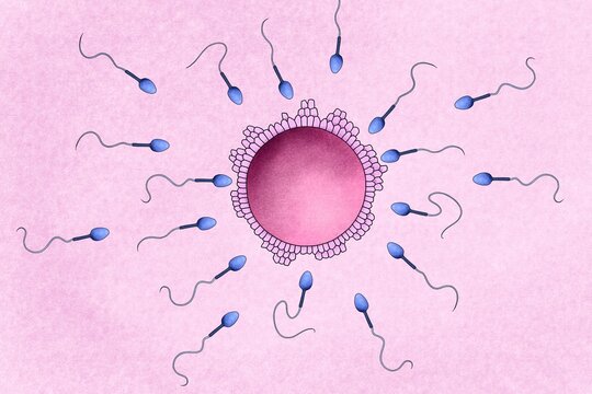 Illustration of human fertilization. 
