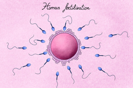 Illustration of human fertilization. 