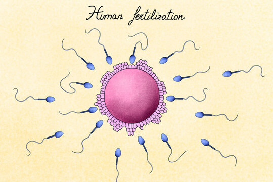 Illustration of human fertilization. 