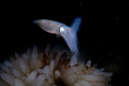 Egg-laying Squid