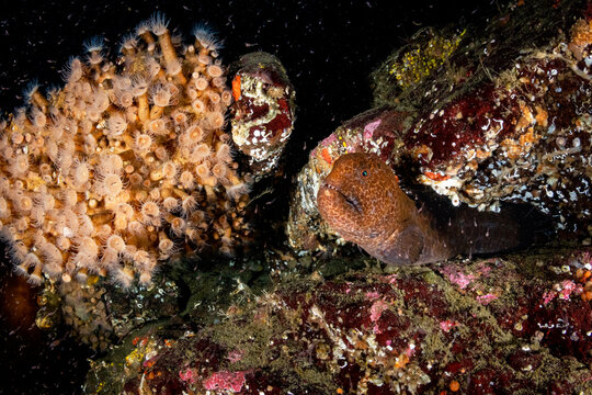 Juvenile Wolf Fish