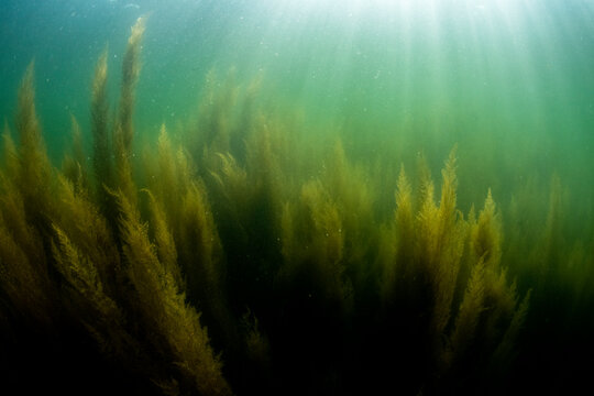 Invasive Algae