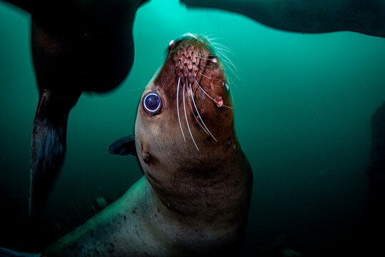 Sea Lion