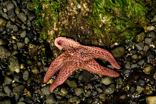 Climate Change Killed the Star