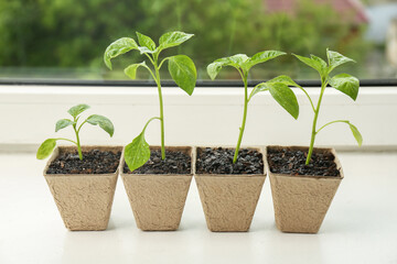 Pepper seedlings growing in peat pots on window sill, closeup