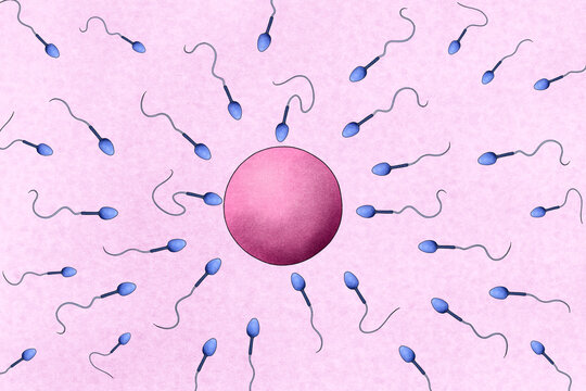 Illustration of human fertilization. 