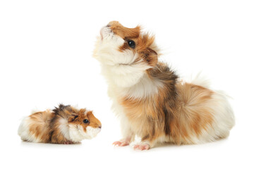 Mother guinea pig and baby pup isolated on white
