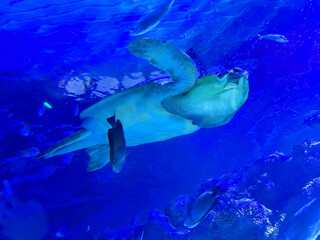 Fototapeta premium Turtle with plastic bag swimming in sea. Environmental pollution