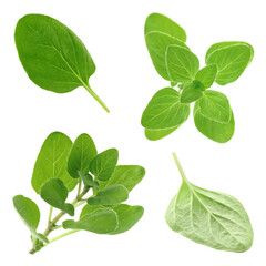 Fresh green oregano isolated on white, set