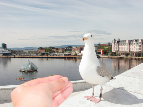 feeding a seagull at the oslo opera