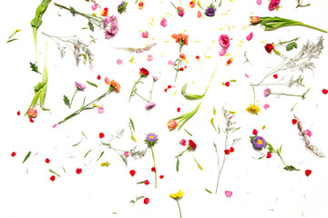 Colorful Flower Still Life on White Background