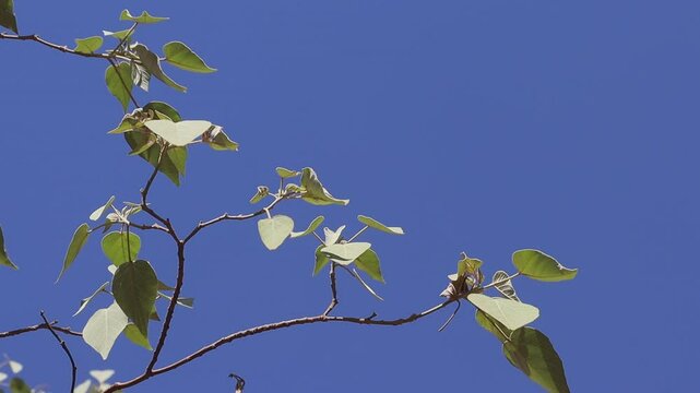 Folhas se movimentando com o vento com um fundo azul incrivel do c&eacute;u.