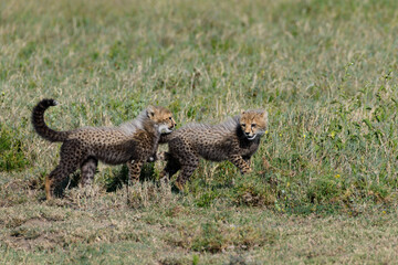 cheetah cub in serengeti