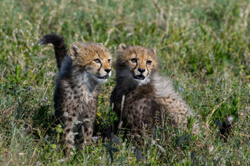 cheetah cub in serengeti