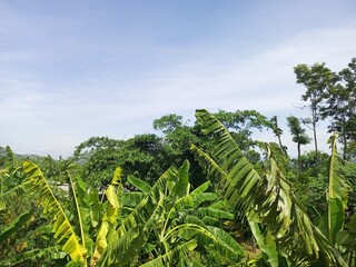 Fototapeta premium Serene Sky Over Lush Banana Plantation